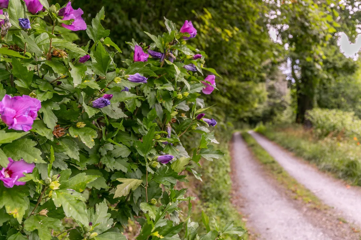 A gravel pathway bordered by vibrant purple and pink flowers and lush green foliage, creating a picturesque setting for leisurely walks or nature exploration. The peaceful path evokes the nearby trails and parks referenced in the section.